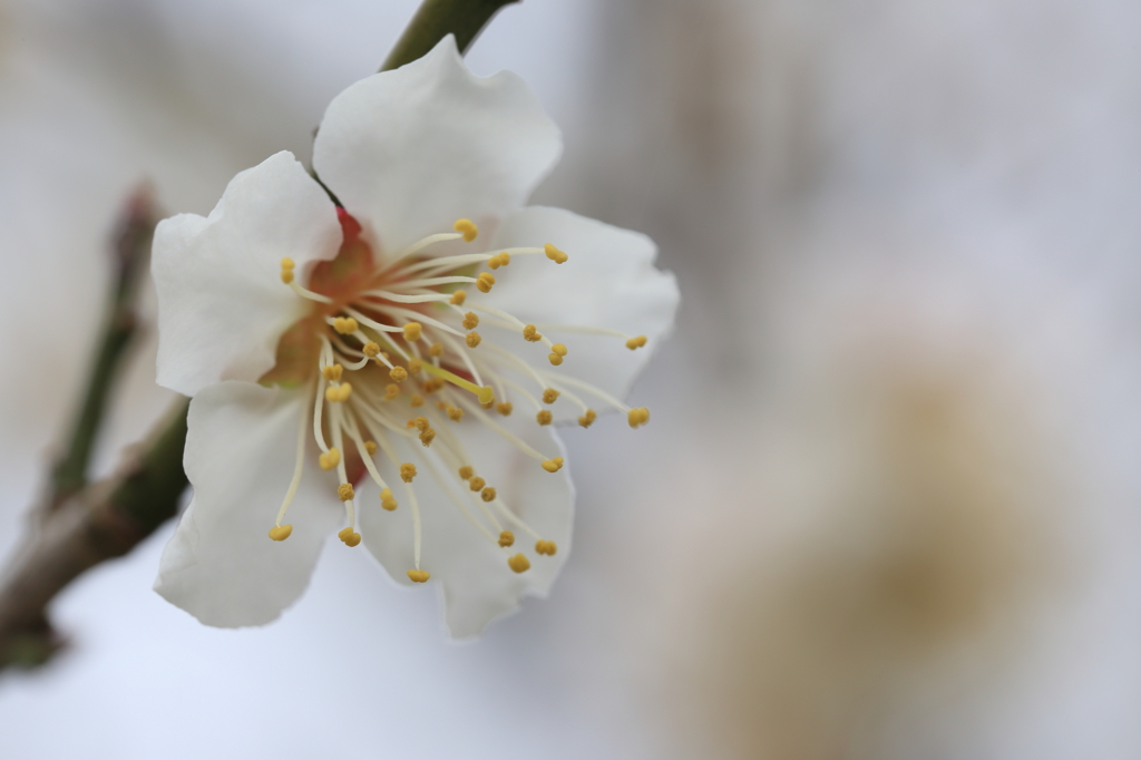 梅の花