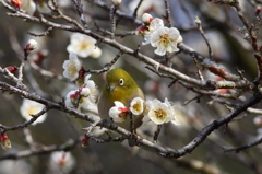 梅の花とメジロ②