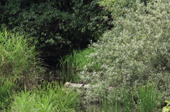 翡翠の棲む池