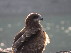 鳶と海