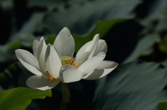 レンコン（花）