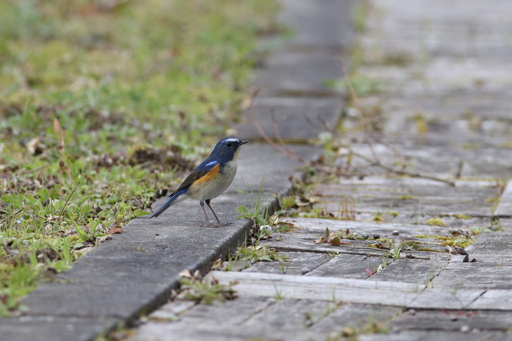 青い鳥