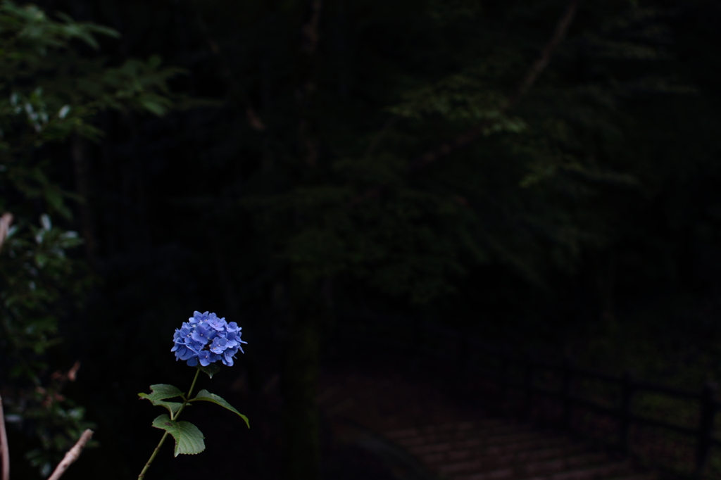 紫陽花