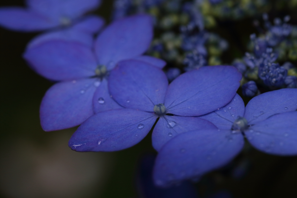 山紫陽花