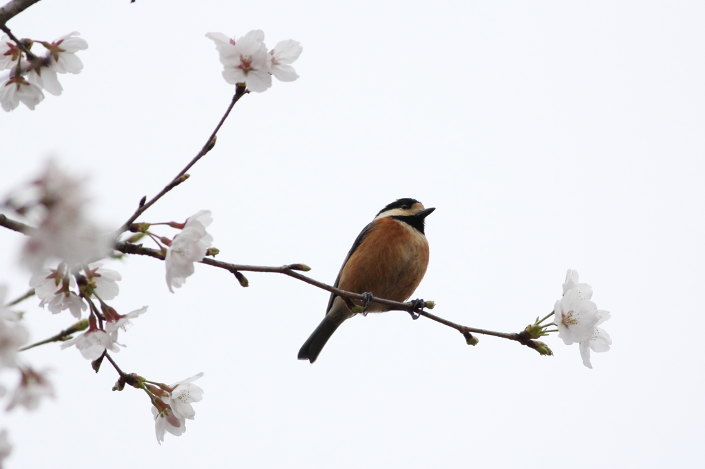 桜とヤマガラ