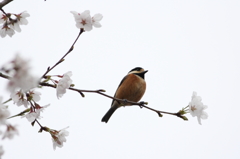 桜とヤマガラ