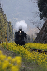 SL人吉と菜の花