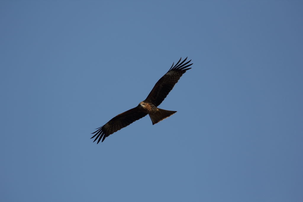 青空と鳶