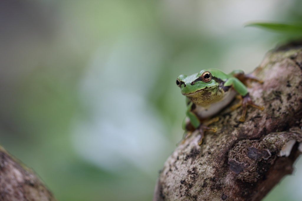 アマガエル