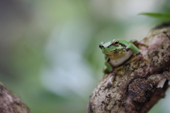 アマガエル