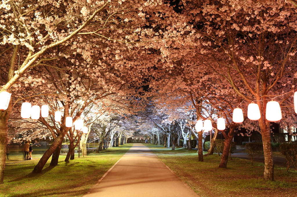 桜並木