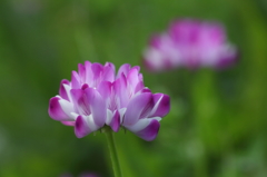 蓮華草