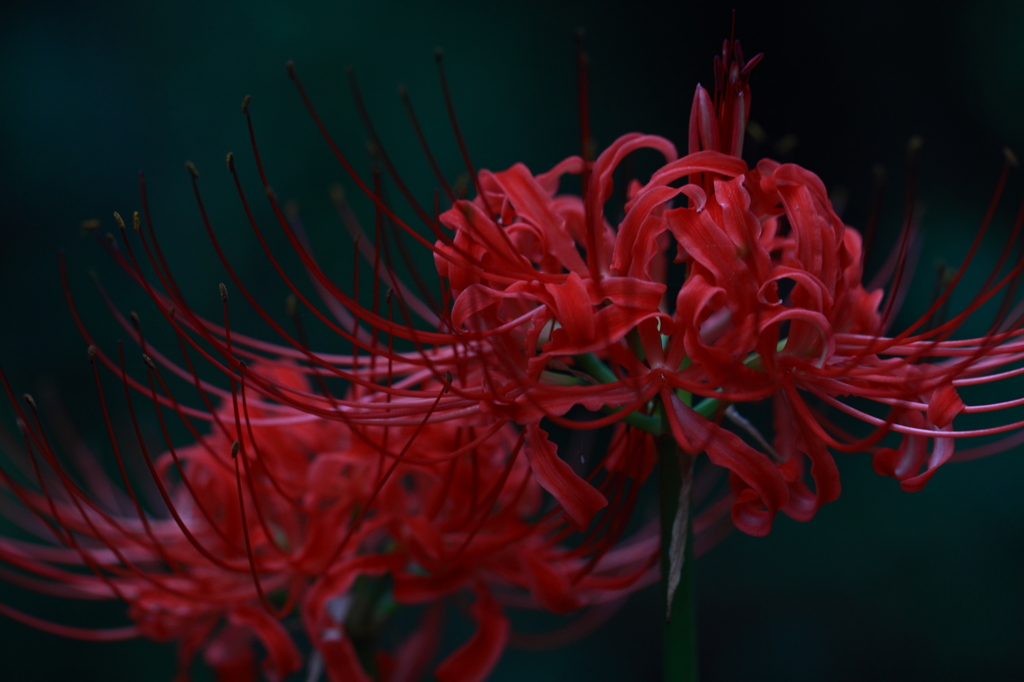 彼岸花