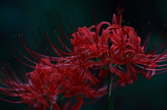 彼岸花
