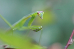 カマキリ