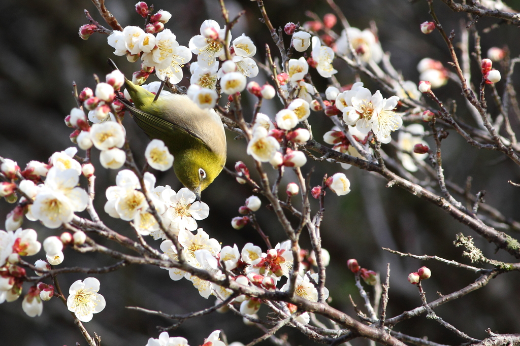 梅の花とメジロ