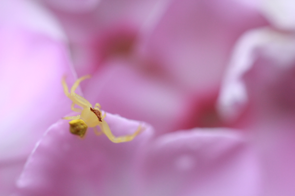 花蜘蛛