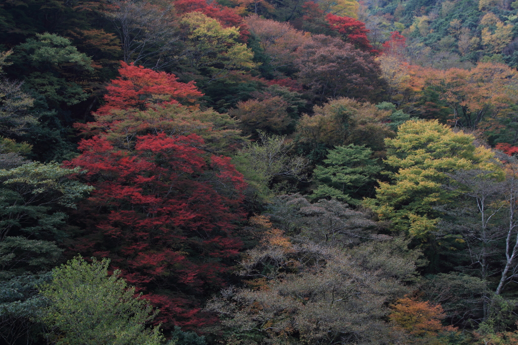紅葉in五家荘