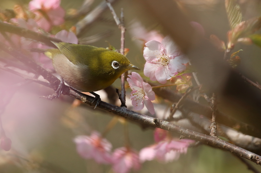 山桜とメジロ