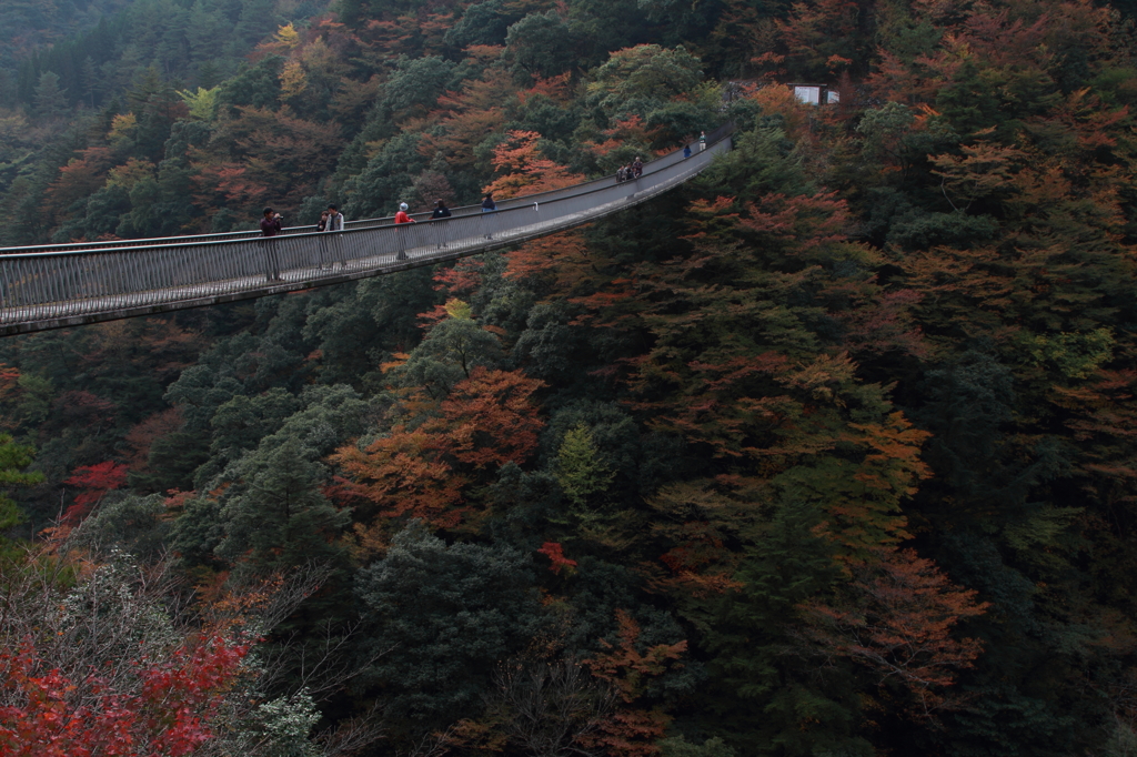 梅の木轟公園吊橋