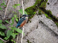 カワセミ②