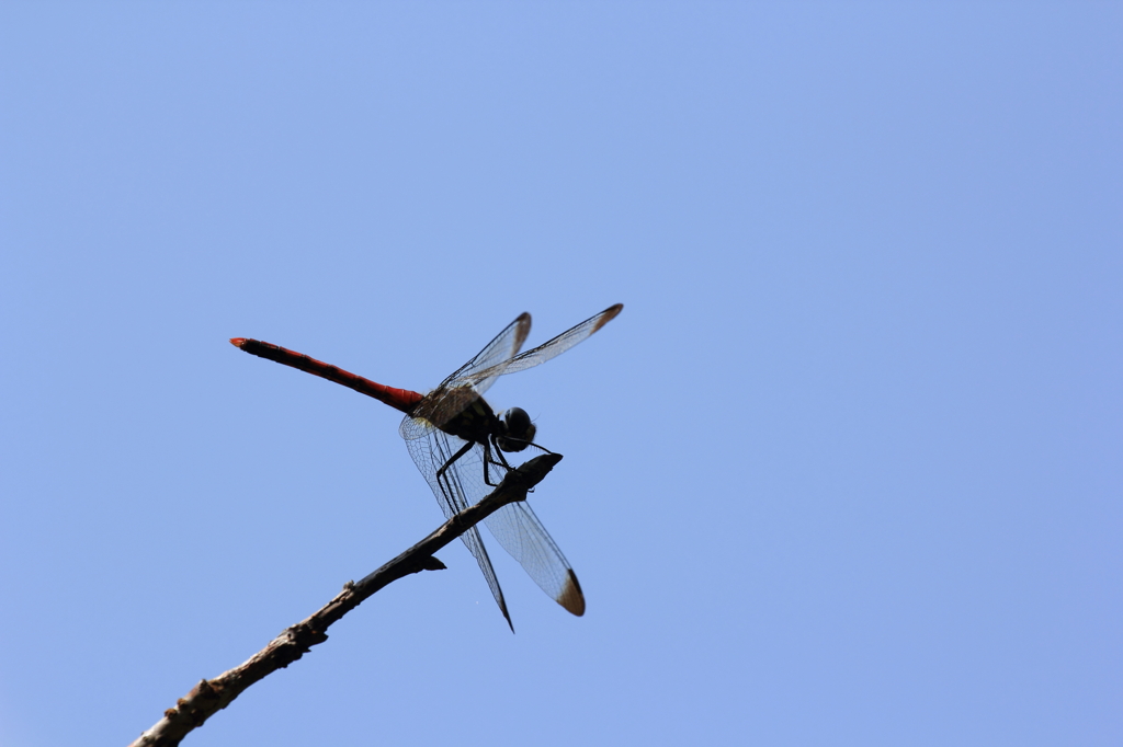 茜色と青空