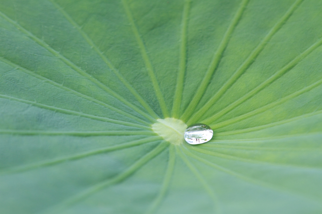 水玉