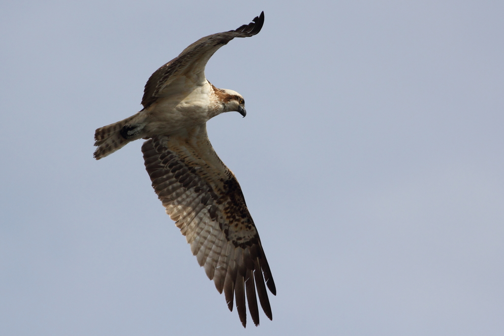 Hovering