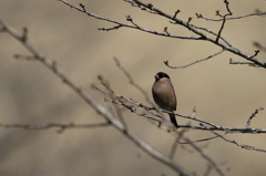 ウソ♀