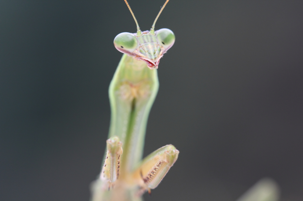 ハイキーなカマキリ