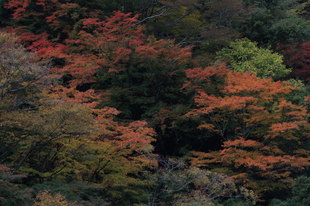 紅葉in五家荘③