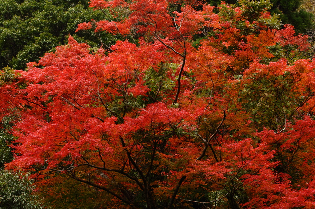 奥十曽渓谷の紅葉