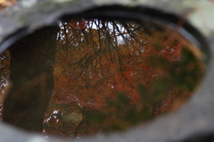 水面の紅葉