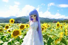 真夏　向日葵