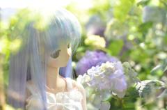 紫陽花
