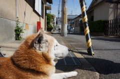 初夏の匂い