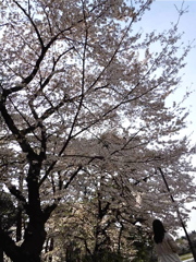 桜ノ木の下で