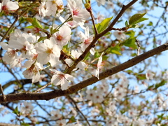 Cherry Brossam