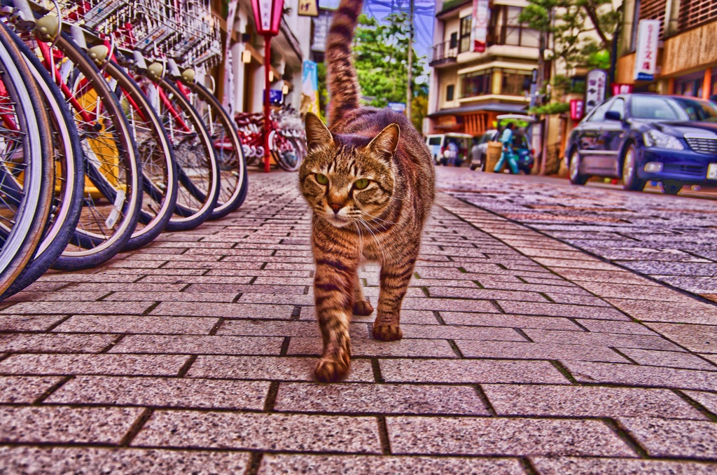 俺様のお通り