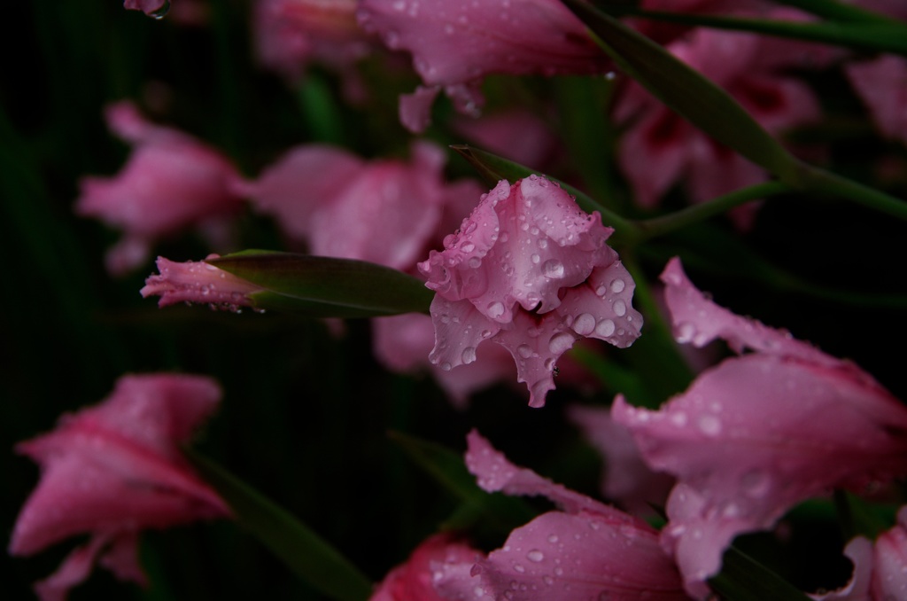 雨に唄えば