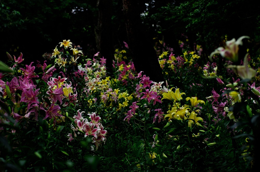 秘密の花園