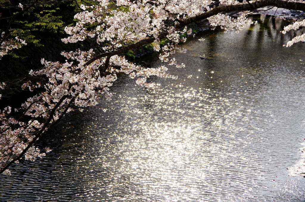 陽光浴びて