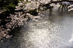 陽光浴びて