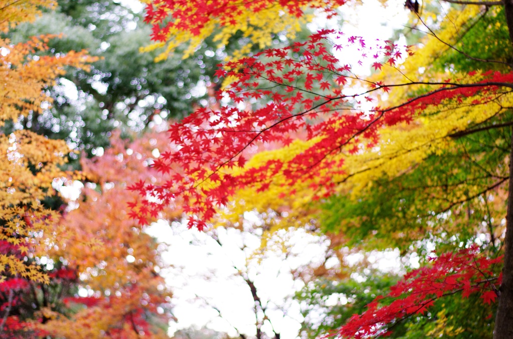 明彩