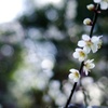 煌めく