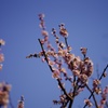 香り立つ