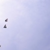 初夏の追いかけっこ
