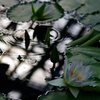 影に咲く