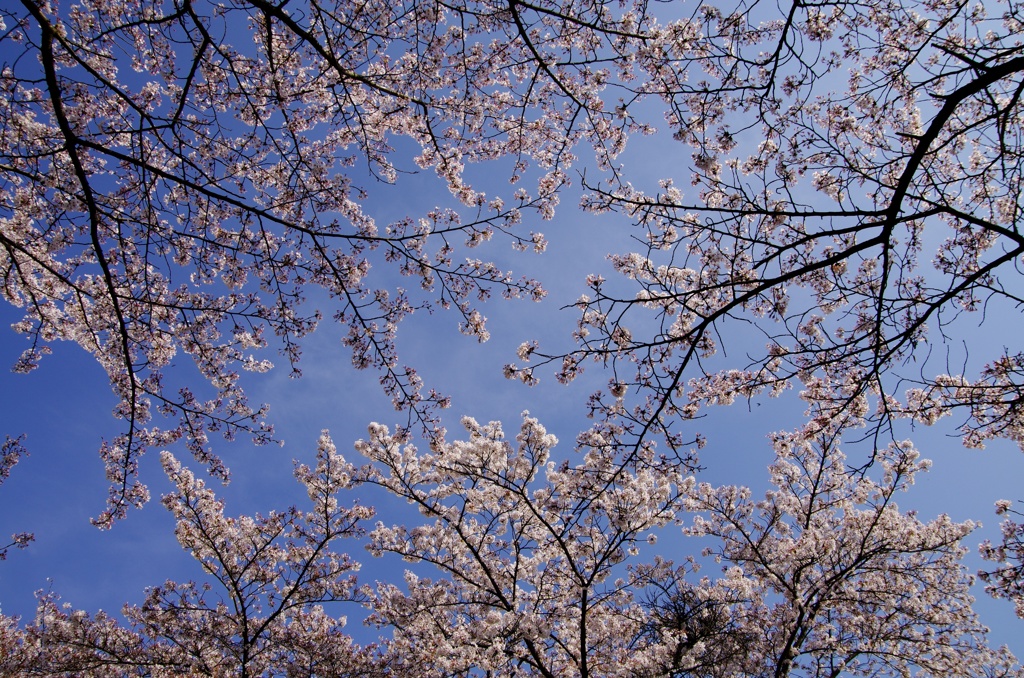 春を見上げて