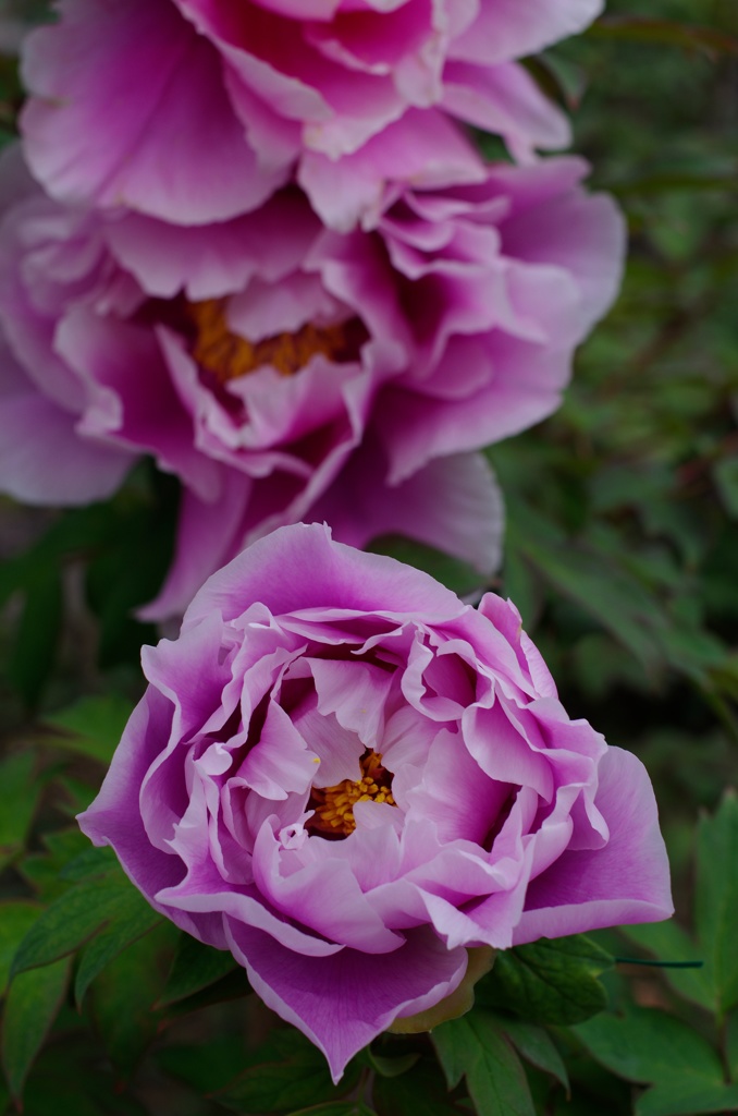 華ひらく、その時
